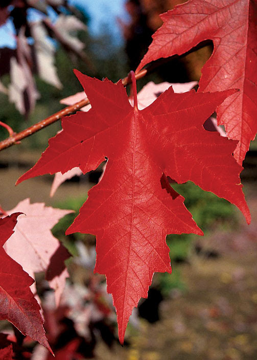We did not find results for: Acer X Freemanii Autumn Fantasy J C Bakker Sons Ltd