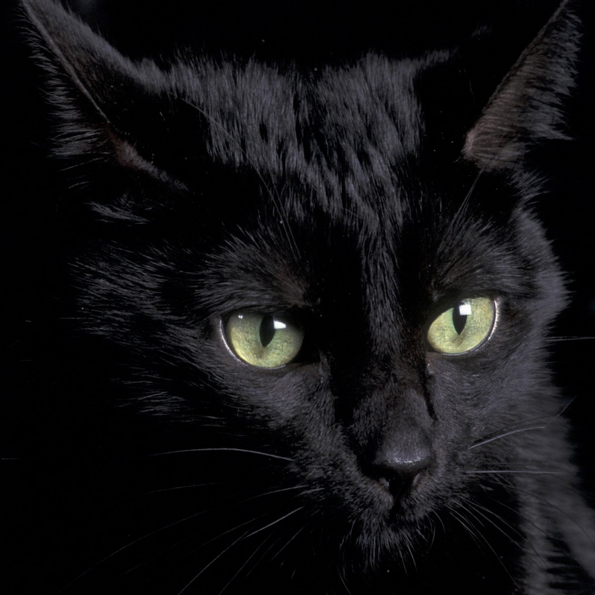 ユニーク黒猫 壁紙 スマホ 花の画像