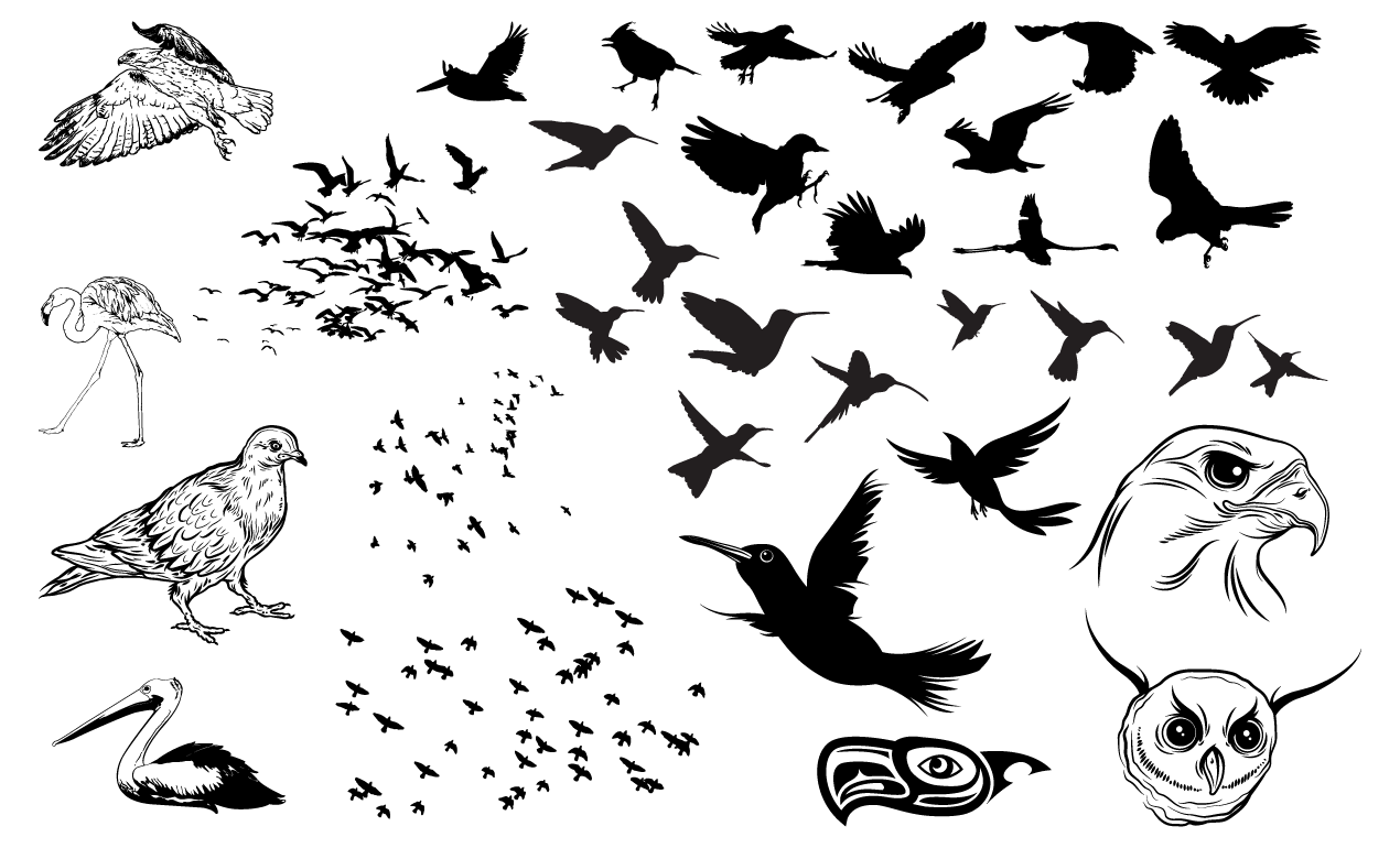 Pngkit selects 2851 hd birding png images for free download. Bird Bird Vector Png