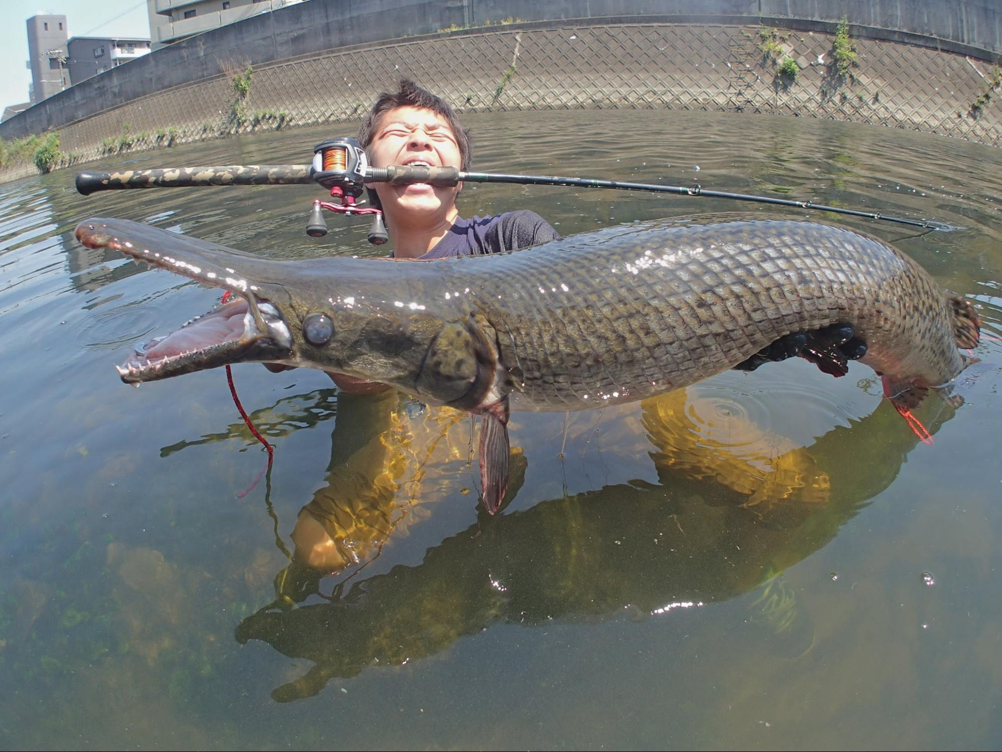100 Epic Best多摩川 アリゲーターガー すべての魚の画像