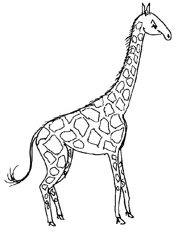 Download Giraffe Picture To Colour In