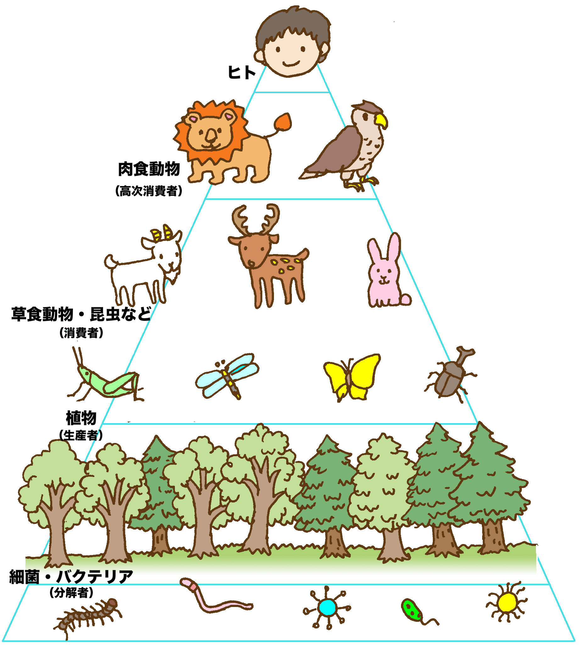 人気ダウンロード 食物 連鎖 ピラミッド 図 7804 食物 連鎖 ピラミッド 図