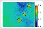 Stress nanosensor reveals real-time changes in plant cells