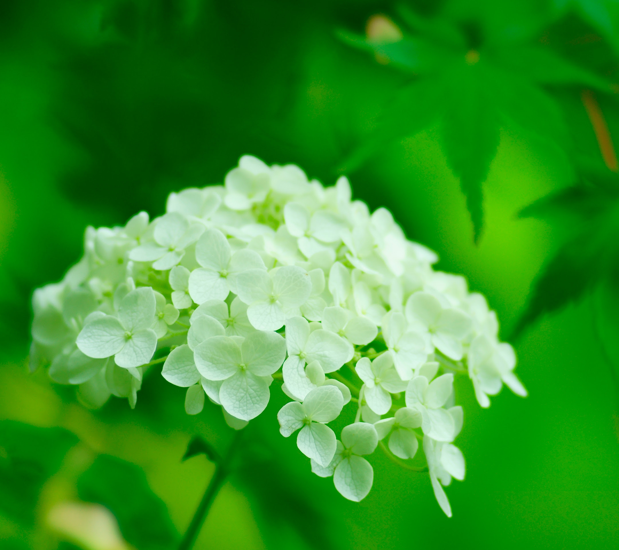 新鮮なアジサイ 壁紙 最高の花の画像