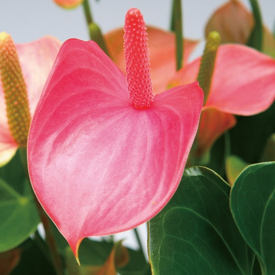 綺麗なアンスリウム 品種 最高の花の画像
