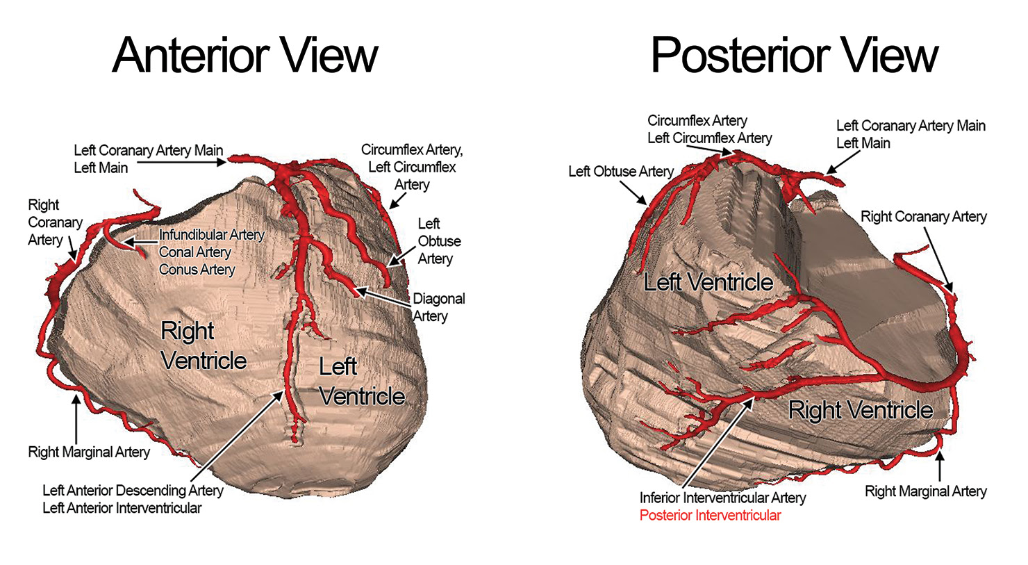 It supplies a small portion of heart on the left side. Coronary System Tutorial What Is The Coronary System