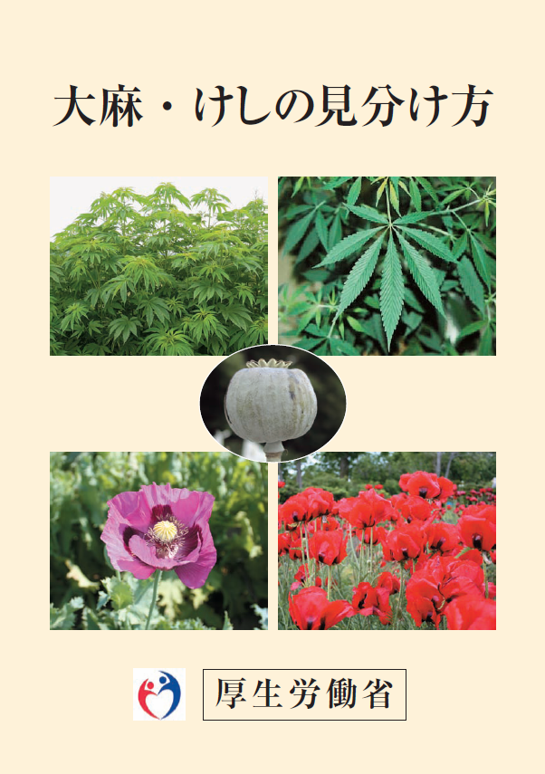 ぜいたくポピー と ケシ の 違い 最高の花の画像