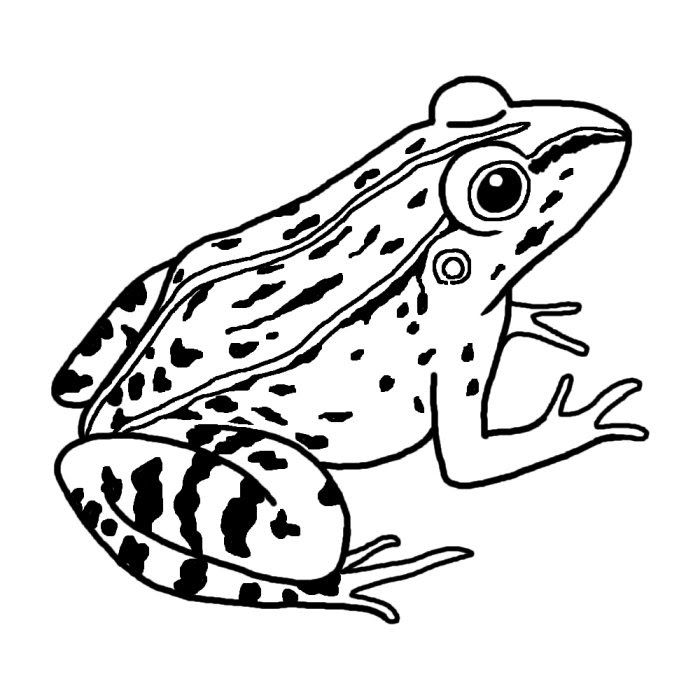 これまでで最高の白黒 モノクロ カエル イラスト スーパーイラストコレクション