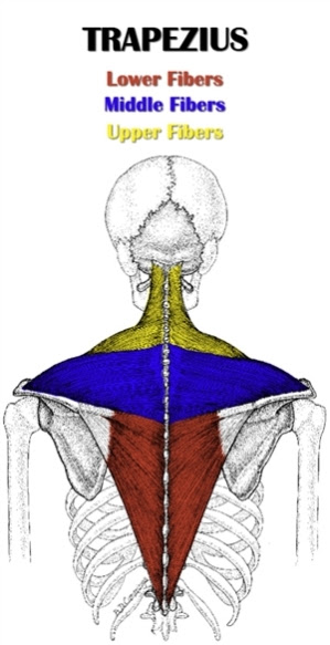 Rows target the muscles of your upper back and back of your shoulder. Back Anatomy All About The Back Muscles