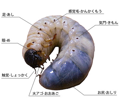 無料ダウンロード カブトムシ の 幼虫 画像 トップ新しい画像