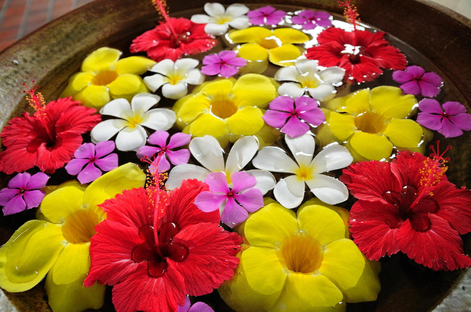 すべての美しい花の画像 無料ダウンロードハワイ 花 画像