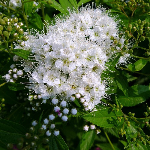 元の細かい 花 最高の花の画像