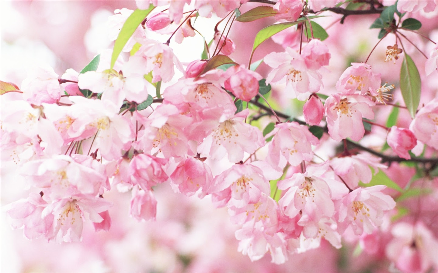 すべての美しい花の画像 トップ100桜 画像 壁紙