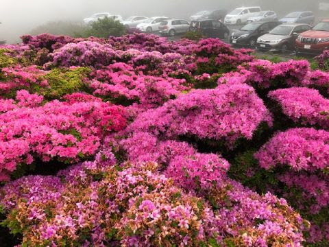 新着ミヤマ キリシマ 花 言葉 最高の花の画像