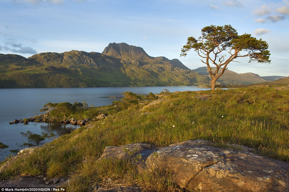A Scots pine tree stands proudly by Loch Maree in the northwest of Scotland