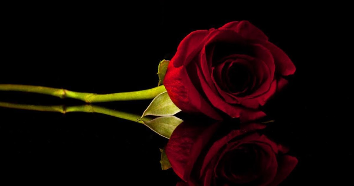 35+ Trend Terbaru Gambar Bunga Mawar Merah Background ...