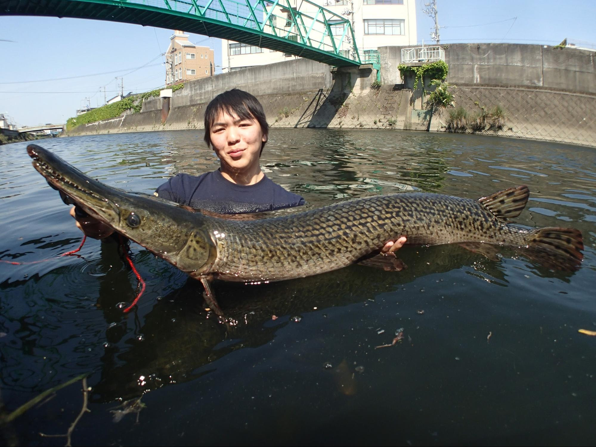 100 Epic Best多摩川 アリゲーターガー すべての魚の画像