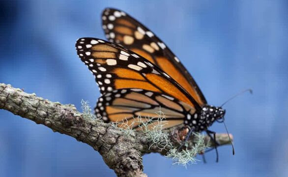 Monarch butterfly numbers were up 35% but still well under previous years