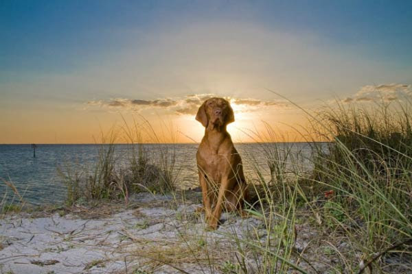 On vacation or staycation in tampa bay? 7 Fun Things To Do With Your Dog In Tampa Florida American Kennel Club