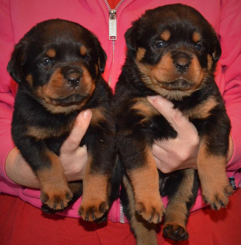 Akc german rottweiler 521.94 miles. Rottweiler Puppies For Sale World Class Rottweilers