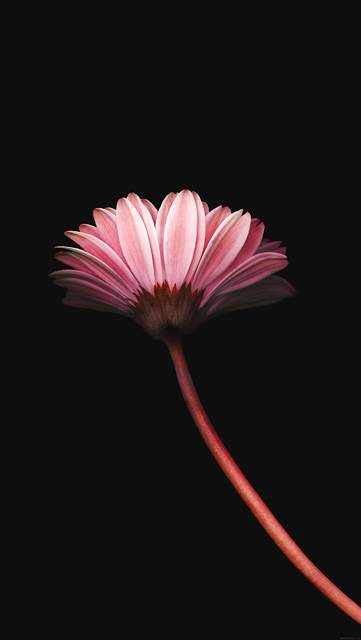すべての美しい花の画像 トップ100ピンク 花 壁紙 シンプル