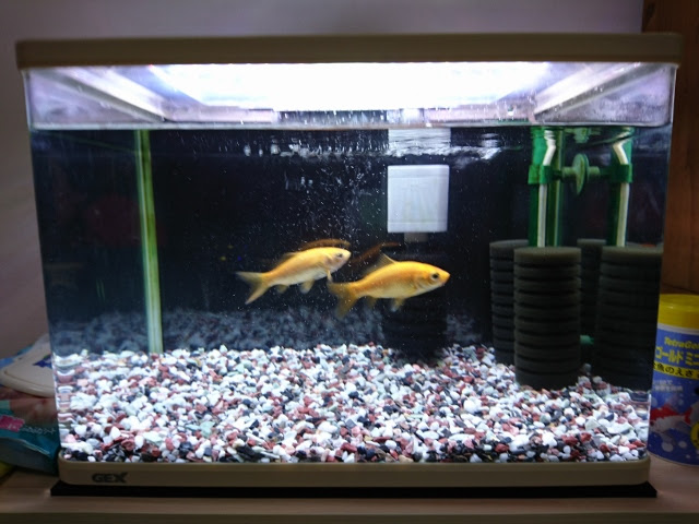 Jozpictsiff2b 金魚 砂利 金魚 砂利 食べる