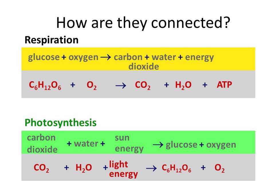 What Are The Reactants In The Equation For Cellular Respiration? / Cellular Respiration ...