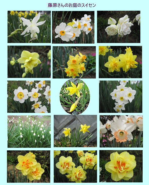 ベスト50 水仙 種類 名前 すべての美しい花の画像
