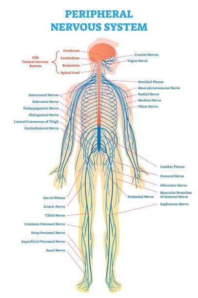 Diagram Of Backbone Of Human Body / Skeleton X Ray Types ...