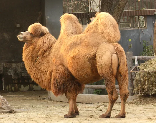 Wild Bactrian camel: [Wikidata] Donation of CC World University & School (WUaS) to celebrate CC Wikidata's 3rd birthday!, Archive.org version of World University and School MediaWiki, Wikidata:Third_Birthday/Presents