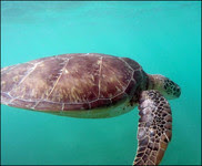 Sea Turtle swimming