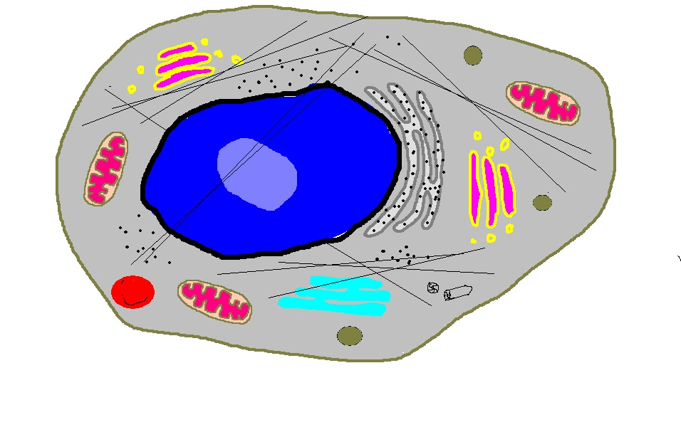 Data collected from triplicate cultures of two replicate experiments (n = 2 per group). Unlabeled Animal Cell Cliparts Co
