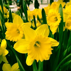 'rijnveld's early sensation' combines nicely with early crocuses and dwarf irises. Mary S Garden Patch Rijnveld S Early Sensation Daffodil