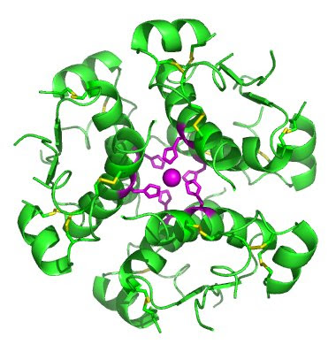 The secondary structure refers to a larger overview of the amino so, in principle, the structure of insulin is neither primary, secondary, nor tertiary, because. Structure Of Insulin Howmed