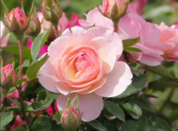 Paling Keren 25+ Bunga Mawar Merah Putih Pink - Gambar ...