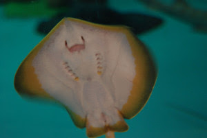 無料ダウンロードえい 魚 最高の花の画像