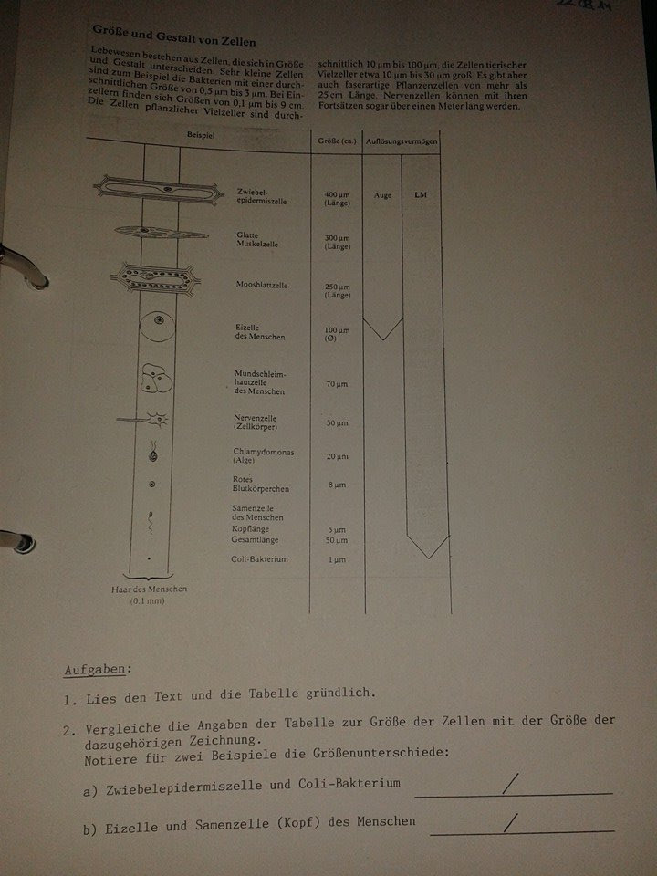 Direkt zum inhalt springen (alt 1) direkt zur sekundärnavigation springen (alt 3) direkt zur hauptnavigation springen (alt 2). Zellen Grosse Und Gestalt Hilfe Fur Ein Arbeitsblatt Forum Biologie