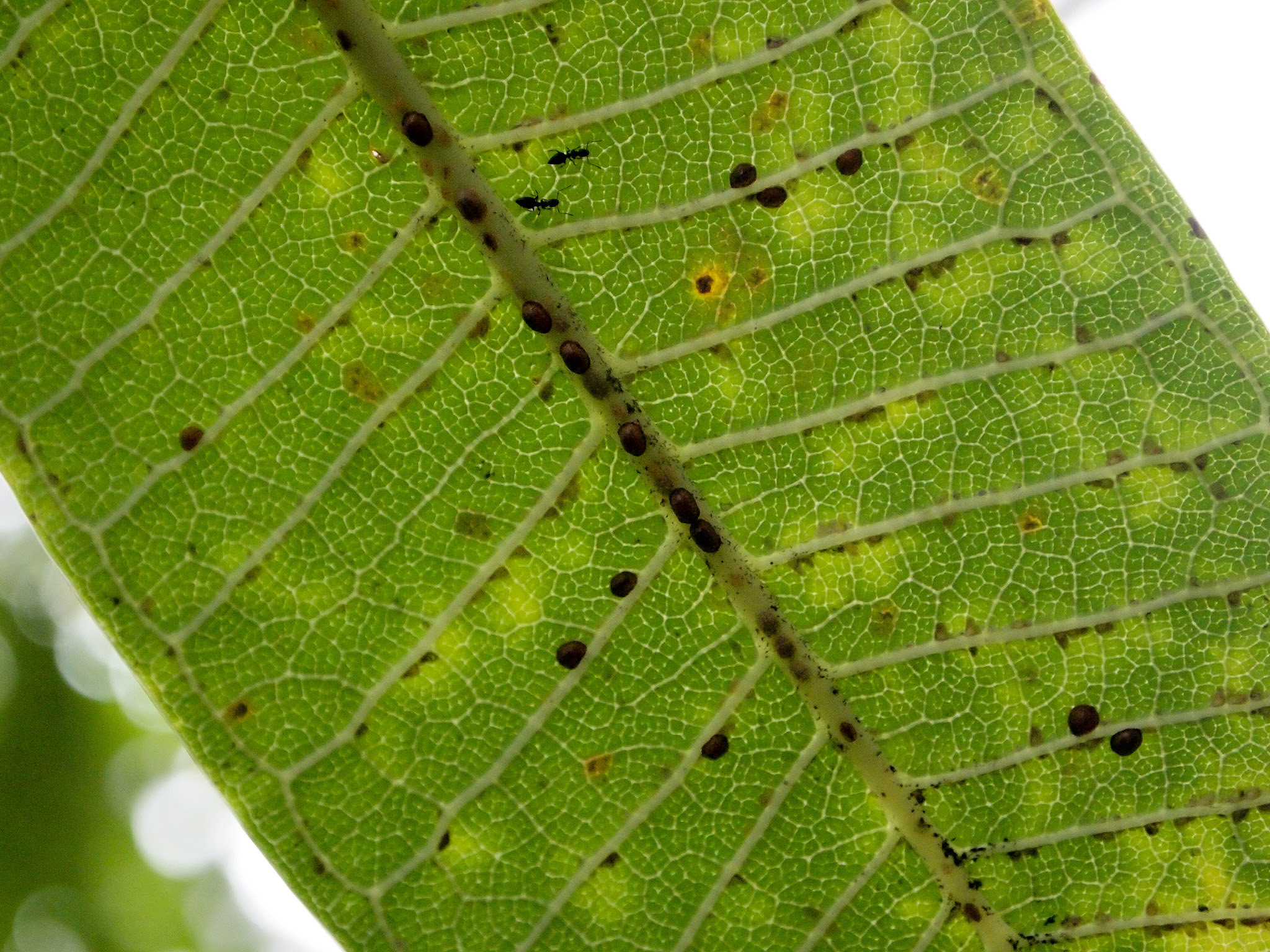 すべての美しい花の画像 75 観葉 植物 ハダニ