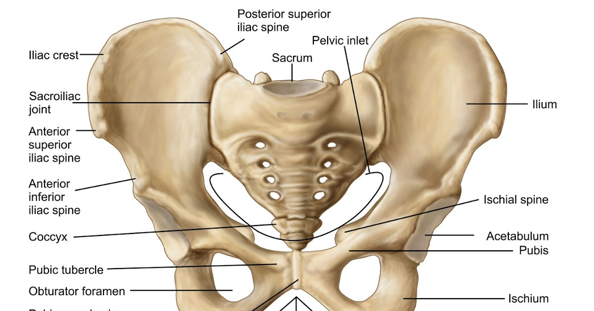 Female Back Bones Diagram / Diagram Of Surface Anatomy ...