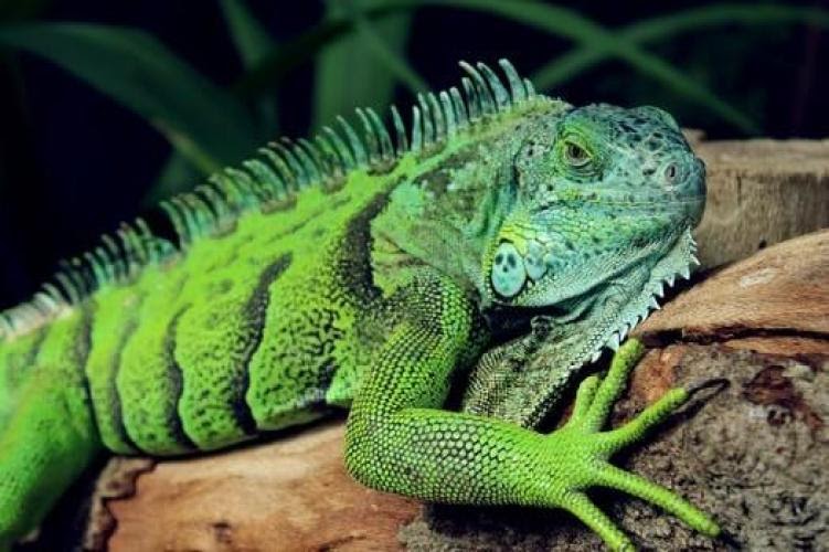 28+ Perbedaan Hewan Ovovivipar Dengan Hewan Lain