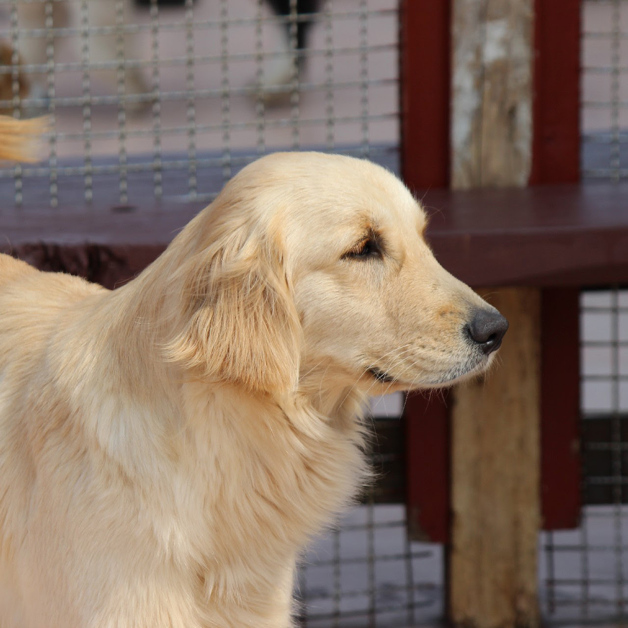 最高 50 フルハウス 犬 すべての動物の絵