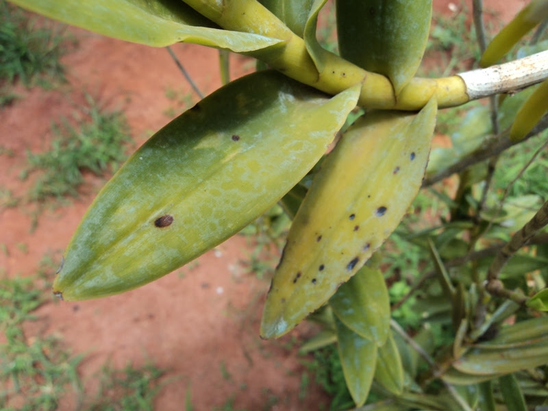 O número 1 é o fungo zigomiceto rhizopus stolonifer, do bolor preto do pão. Saiba Como Tratar Manchas Pretas Nas Folhas Das Plantas Plantasonya O Seu Blog Sobre Cultivo De Plantas E Flores