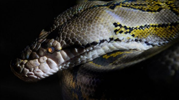 Le python réticulé peut faire jusqu'à 8 mètres de long.