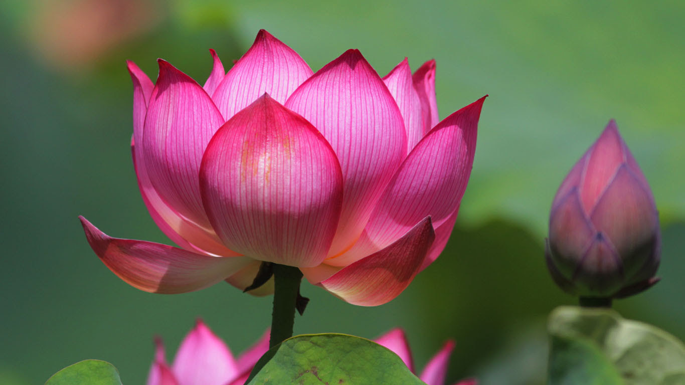 ベスト50 蓮の花 壁紙 最高の花の画像