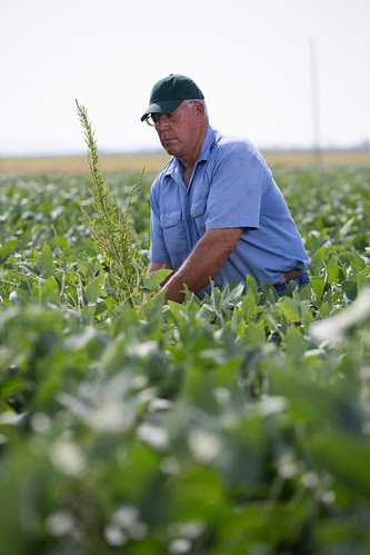 Farmer Scouting & Inspecting Weeds