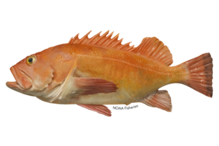 Yelloweye rockfish illustration