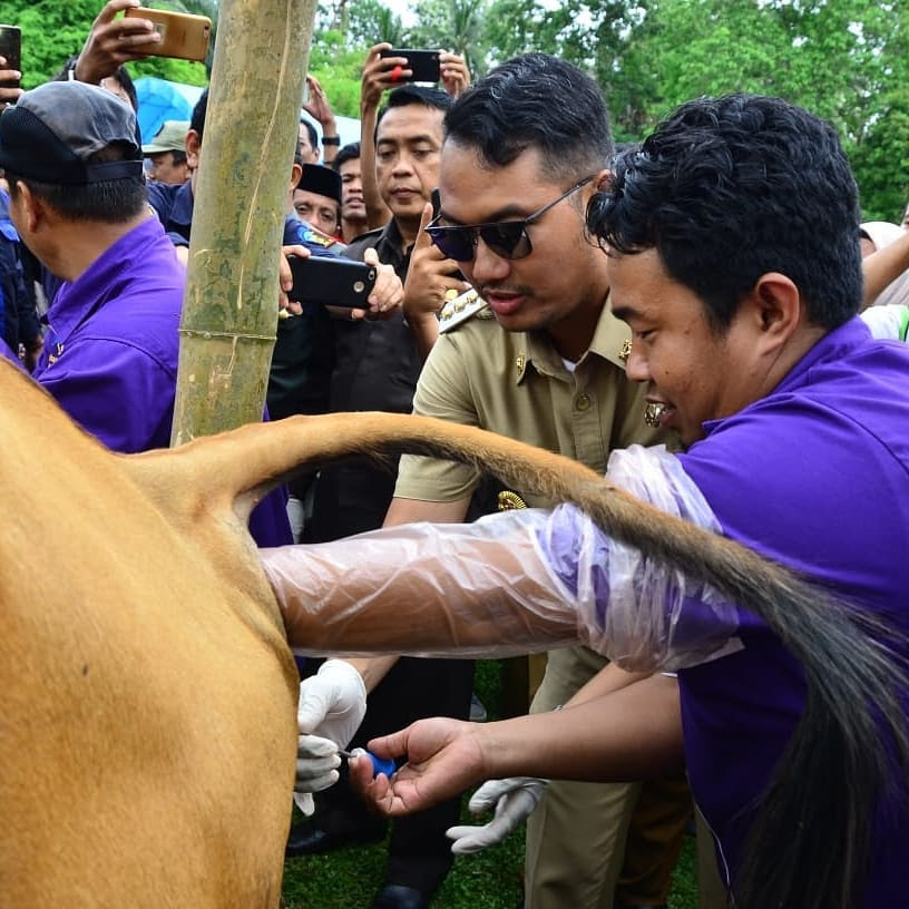 Tujuan Inseminasi  Buatan  Pada Sapi Adalah Meningkatkan