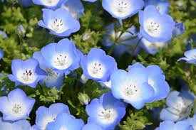 最高のコレクション リナリア 花言葉 怖い リナリア 花言葉 怖い