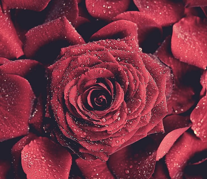 Fantastis 15 Gambar Bunga Mawar  Menusuk Tangan Koleksi 