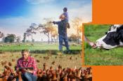 3 pictures assembled together. Main one with a father and son with their backs looking at sheep in the distance. The 2nd one with a female farmer holding a computer tablet sitting among hens. The 3rd one with a cow (only the head) eating grass from a n an outstretched hand.